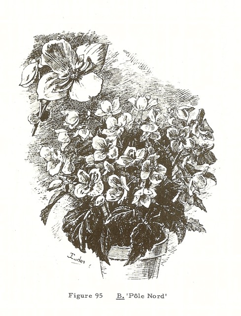 B. ‘Pole Nord’